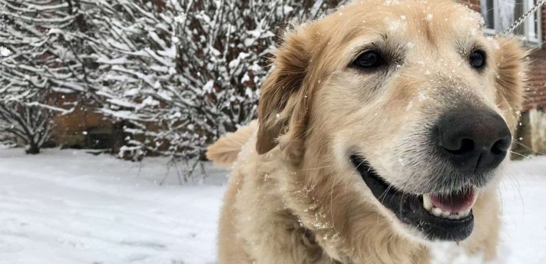 A l’occasion de la «Saint-Valentin des Animaux», la SPA vous invite dans ses 62 refuges ce week-end