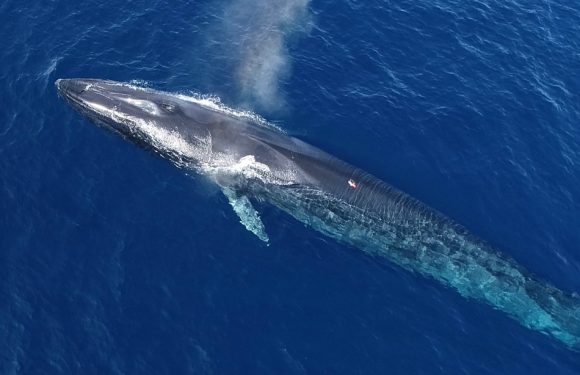 VIDEO. Méditerranée: «Il y a du plastique dans le gras des baleines…» Le WWF dévoile les coulisses de ses études