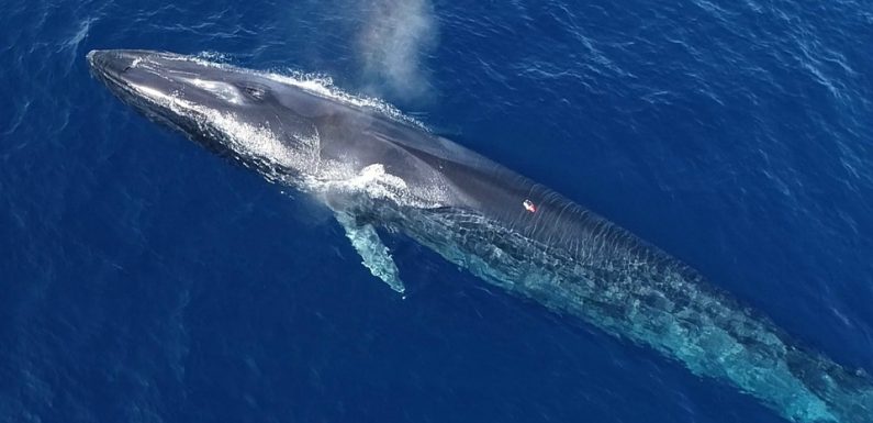 VIDEO. Méditerranée: «Il y a du plastique dans le gras des baleines…» Le WWF dévoile les coulisses de ses études