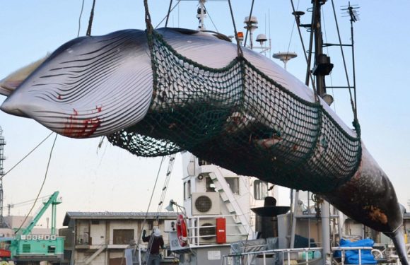 L’Islande prévoit de tuer plus de 2 000 baleines d’ici 2023