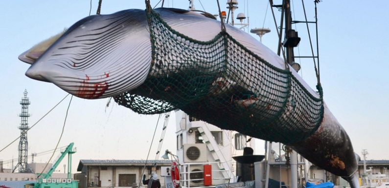 L’Islande prévoit de tuer plus de 2 000 baleines d’ici 2023
