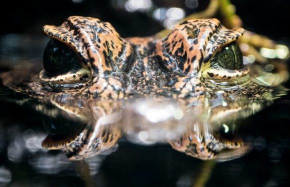 150 sortes de grands animaux menacés par notre consommation