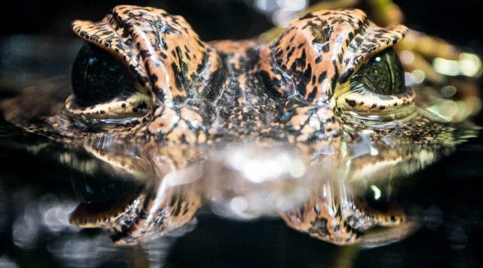150 sortes de grands animaux menacés par notre consommation