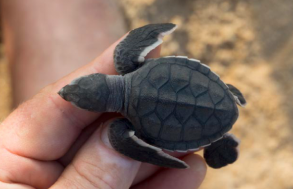 Côte d&rsquo;Ivoire : d&rsquo;anciens braconniers protègent désormais les tortues
