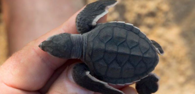 Côte d’Ivoire : d’anciens braconniers protègent désormais les tortues