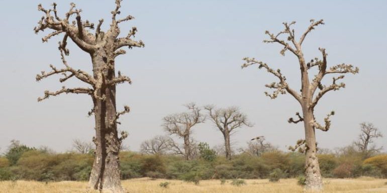 Sénégal : le baobab, l’emblème national en danger