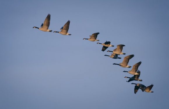 Le Conseil d’État suspend l’arrêté autorisant la prolongation de la chasse aux oies sauvages