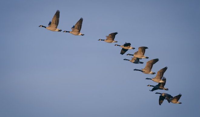 Le Conseil d’État suspend l’arrêté autorisant la prolongation de la chasse aux oies sauvages