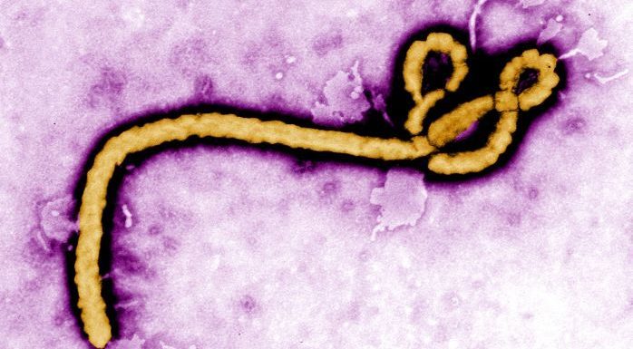 Virus Ebola: déjà 517 morts au Congo