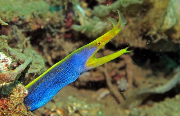 11 animals that can change their gender