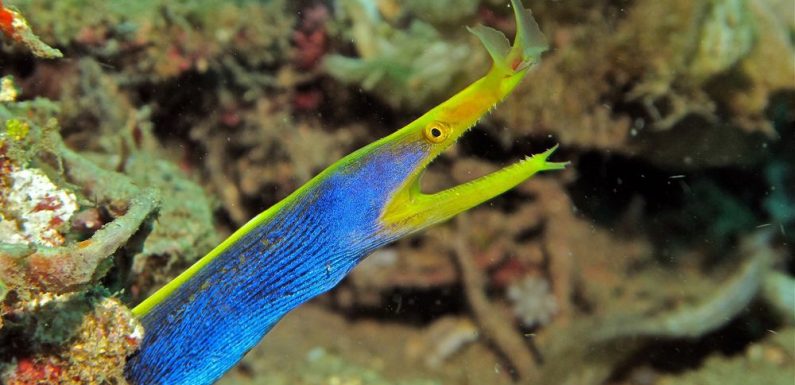 11 animals that can change their gender