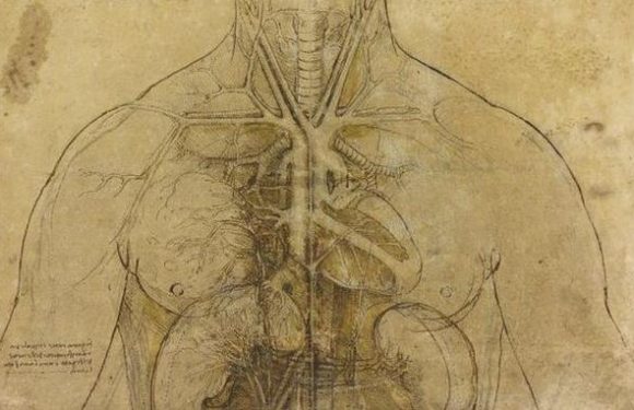 Une exceptionnelle empreinte de Léonard de Vinci retrouvée sur un dessin anatomique