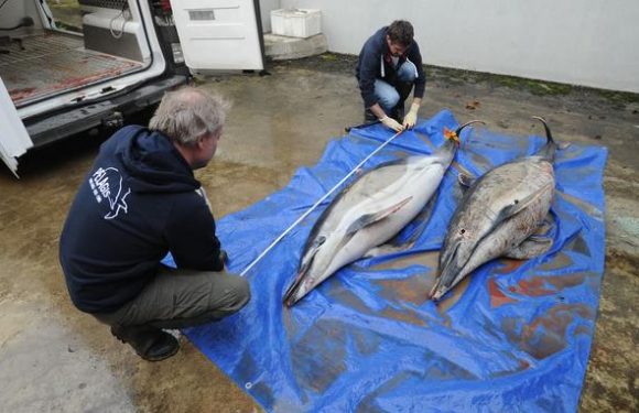 Le nombre de dauphins échoués sur les côtes françaises atteint un record