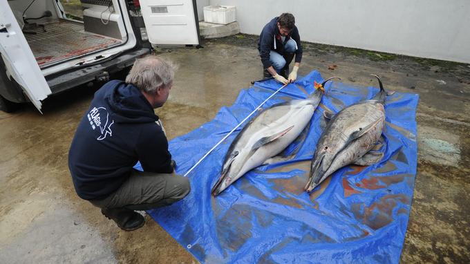 Le nombre de dauphins échoués sur les côtes françaises atteint un record