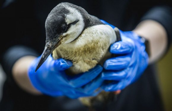Des milliers d’oiseaux marins retrouvés morts aux Pays-Bas
