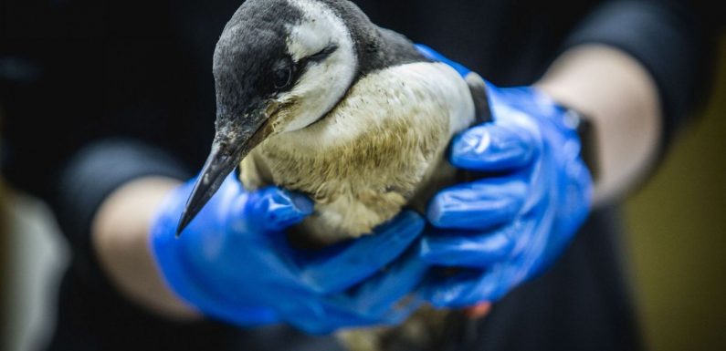 Des milliers d’oiseaux marins retrouvés morts aux Pays-Bas