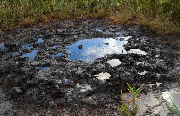 Des sols pollués au pétrole lourd décontaminés et rendus fertiles