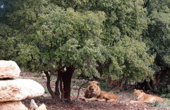 Jordanie: un camp de réfugiés pour animaux sauvages