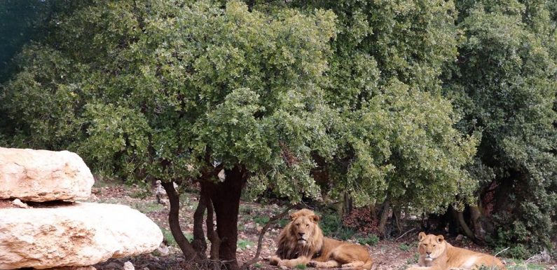 Jordanie: un camp de réfugiés pour animaux sauvages
