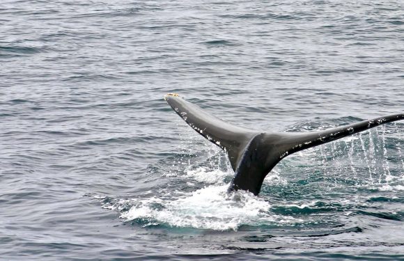 Les sonars poussent les baleines au suicide