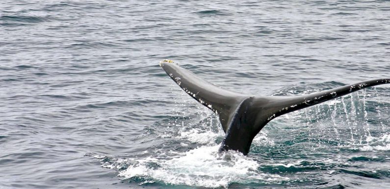 Les sonars poussent les baleines au suicide