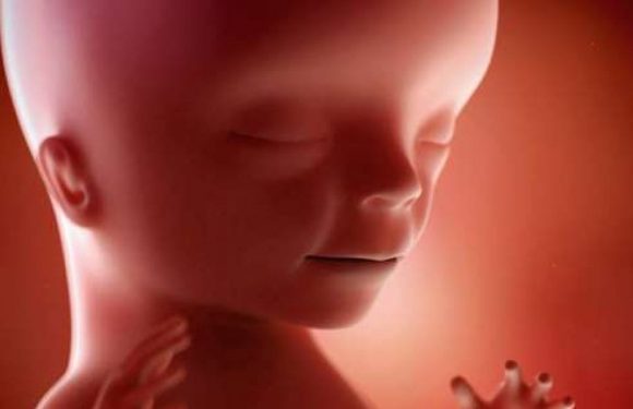 L’évolution de votre bébé en images, semaine par semaine