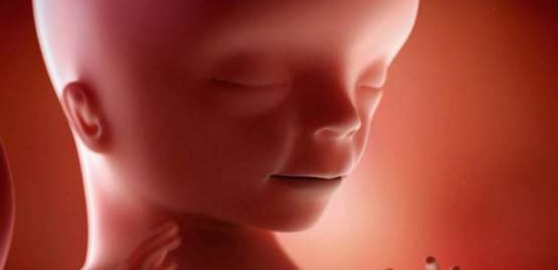 L’évolution de votre bébé en images, semaine par semaine