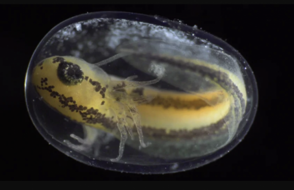 Becoming: A Short Timelapse Film Shows a Single Cell Morphing Into a Complete, Complex Living Organism