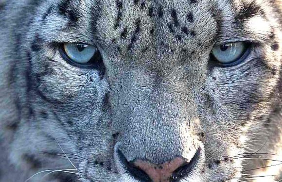 Project yields rare footage of snow leopards