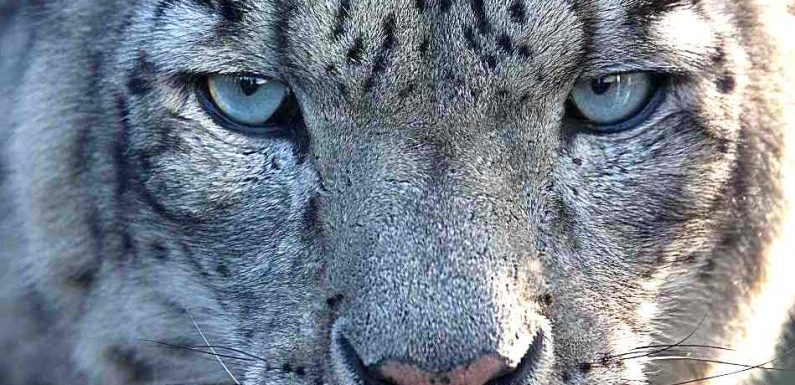 Project yields rare footage of snow leopards