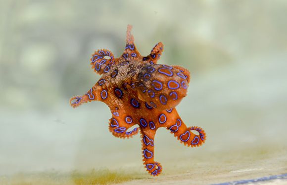 Cette adorable petite pieuvre est l’une des créatures les plus mortelles de notre planète