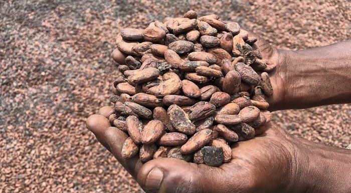 Malgré leurs engagements, les grandes entreprises du chocolat continuent de déforester l’Afrique