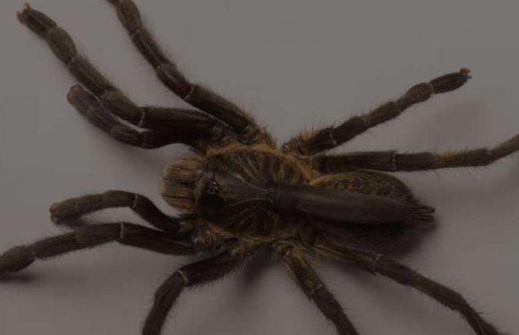 Vidéo. Une araignée encore inconnue sur notre planète découverte en Angola