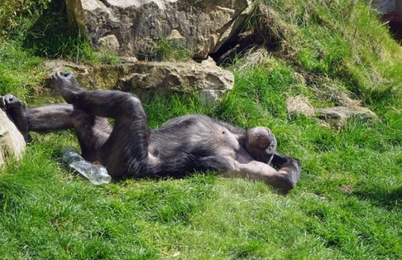 Découverte : la communication des chimpanzés suit les mêmes règles que le langage humain