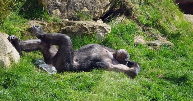 Découverte : la communication des chimpanzés suit les mêmes règles que le langage humain