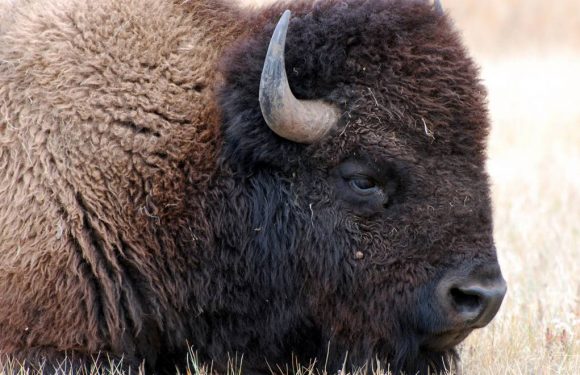 Comment les Amérindiens sauvent les bisons de l’extinction