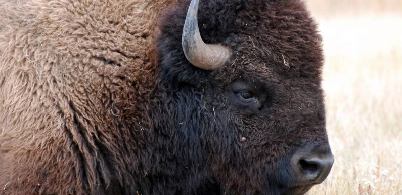 Comment les Amérindiens sauvent les bisons de l’extinction