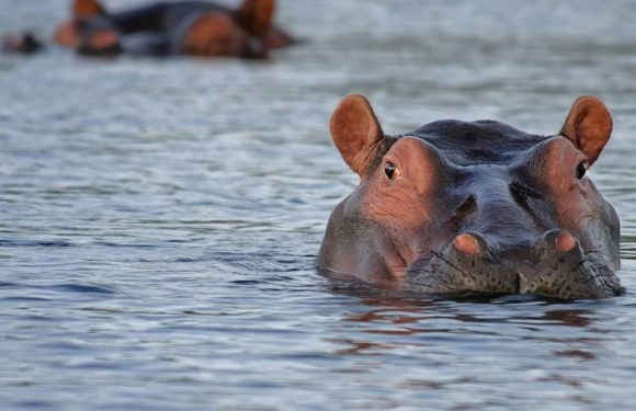 Zambie : le gouvernement veut abattre 2.000 hippopotames
