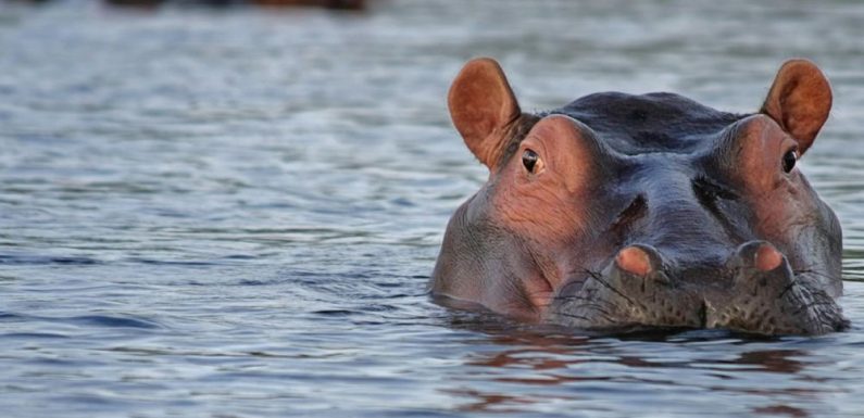 Zambie : le gouvernement veut abattre 2.000 hippopotames