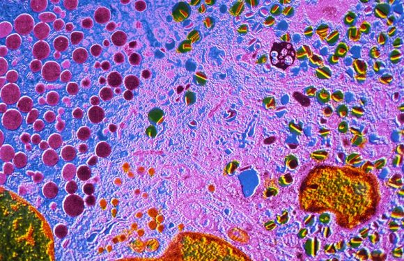 Human cells reprogrammed to create insulin