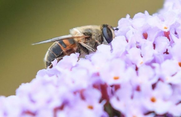 Les insectes, un déclin mondial sans précédent [PHOTOS]