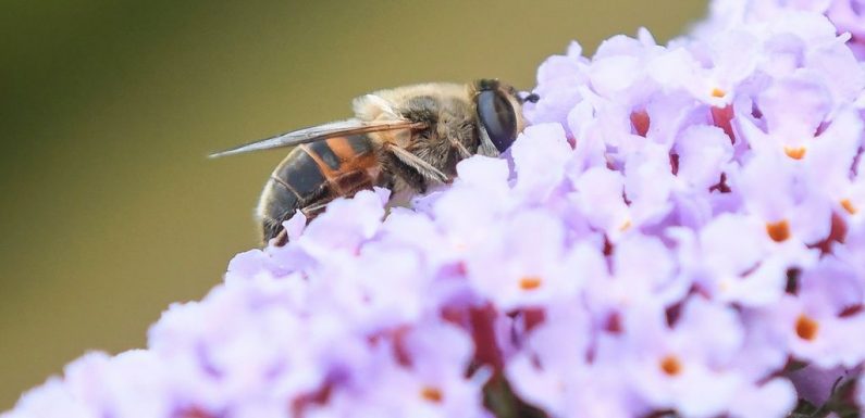 Les insectes, un déclin mondial sans précédent [PHOTOS]