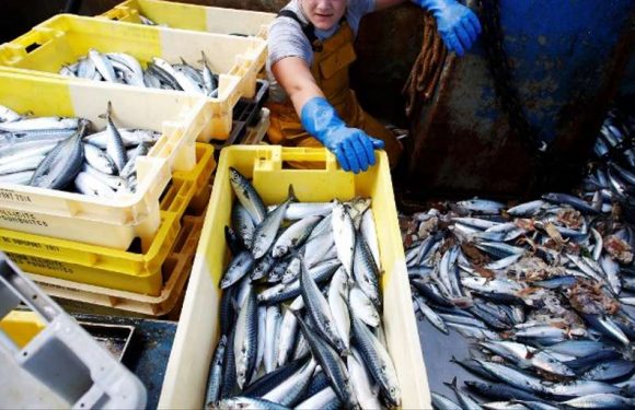 Un poisson français sur trois est issu de la surpêche : voici les espèces à éviter
