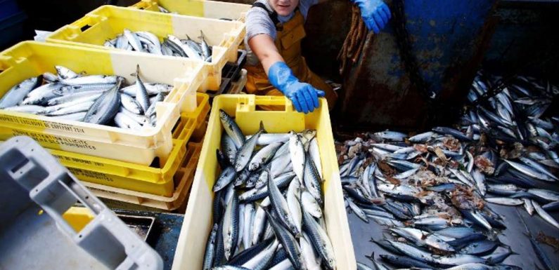 Un poisson français sur trois est issu de la surpêche : voici les espèces à éviter