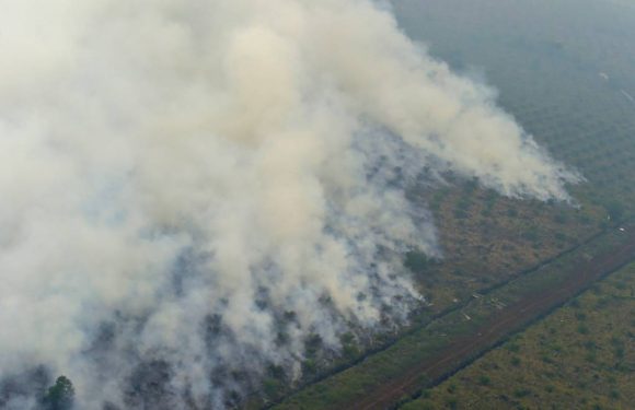 Déforestation en Indonésie: plus d&rsquo;un 1,3 milliard de dollars d&rsquo;amendes impayées, selon Greenpeace