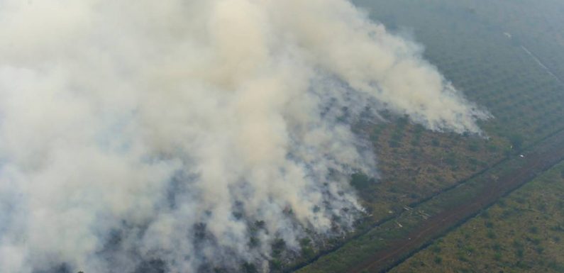 Déforestation en Indonésie: plus d’un 1,3 milliard de dollars d’amendes impayées, selon Greenpeace