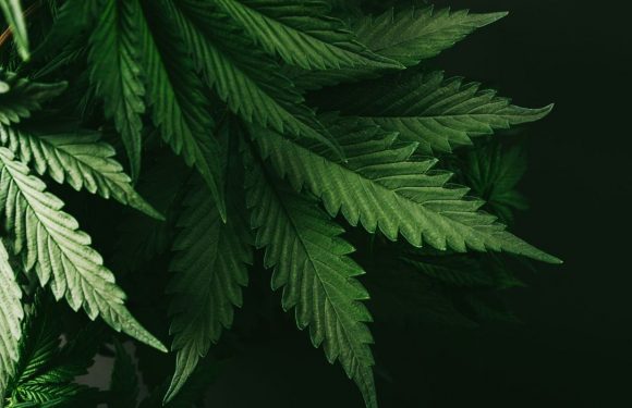 Une étude trouve un lien étonnant entre cannabis et fertilité masculine