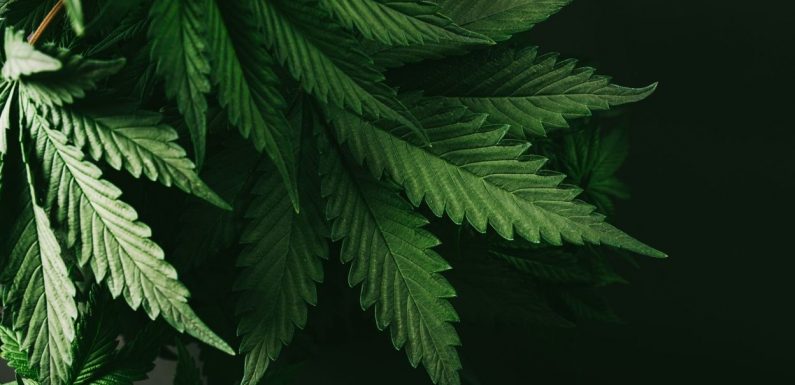 Une étude trouve un lien étonnant entre cannabis et fertilité masculine