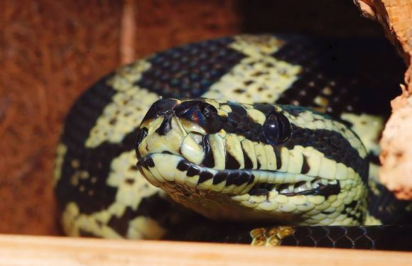 En Australie, la canicule pousse les serpents à se réfugier dans les maisons