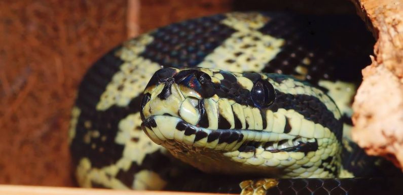 En Australie, la canicule pousse les serpents à se réfugier dans les maisons